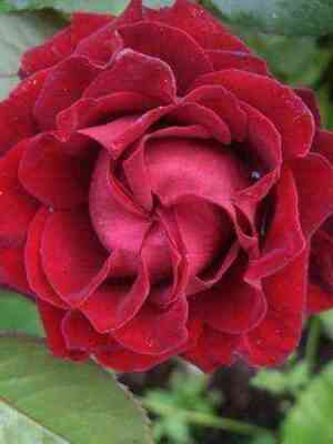 Таманго (Tamango)