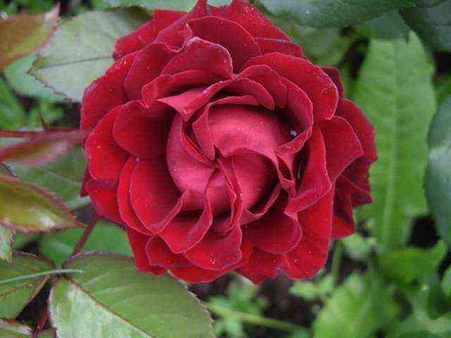 Таманго (Tamango)