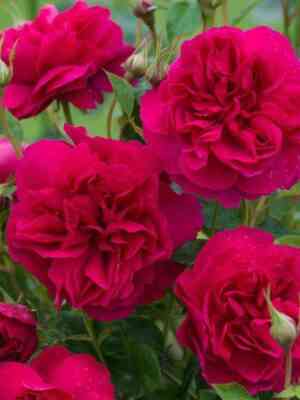 Томас Бекет (Thomas  Becket)