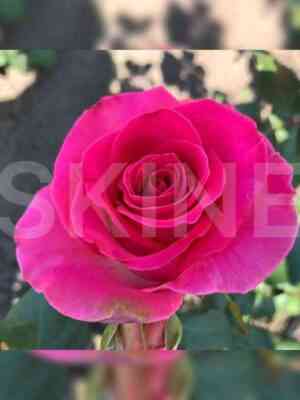 topaz111.jpg Топаз (Topaz)