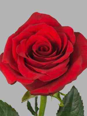 topeksplorer_topexplorer_optimized.jpg Топ Эксплорер (Top Explorer)