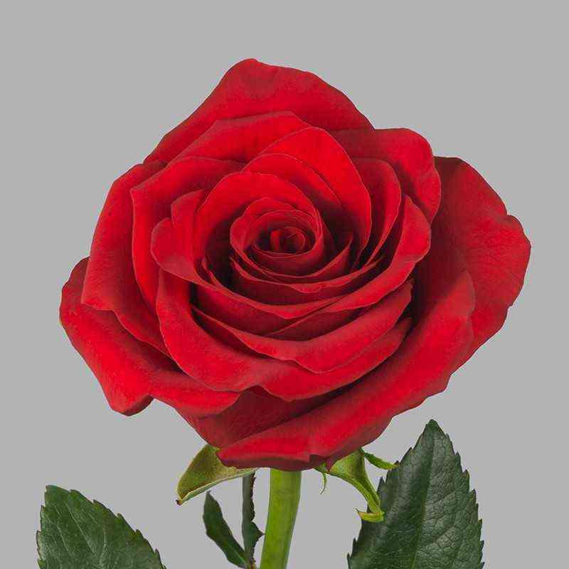 Топ Эксплорер (Top Explorer)