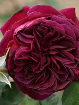 tradeskant.jpg Традескант (Tradescant)