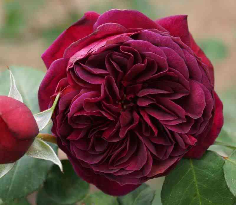 tradeskant.jpg Традескант (Tradescant)