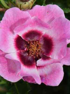 trendi_bebilon_ajz_trendy_babylon_eyes.jpg Тренди Бэбилон Айз (Trendy Babylon Eyes)