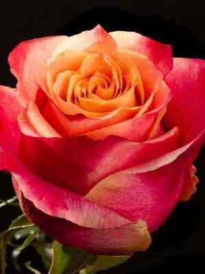 tri_de.jpg Три Д (3D)