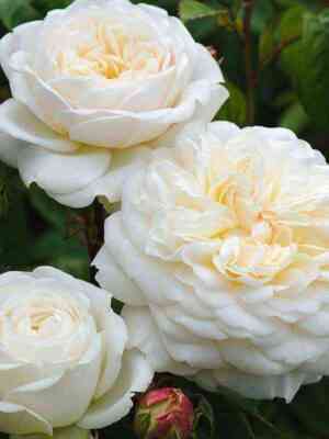 Транквилити (Tranquillity)