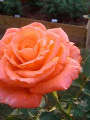 tropikana.jpg Тропикана (Tropicana)