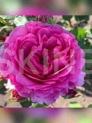 tsukiemi.jpg Тсукиёми (Tsukiyomi)