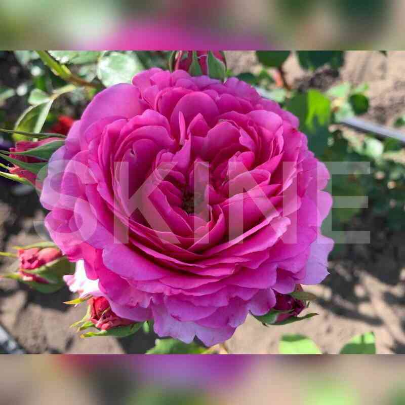 Тсукиёми (Tsukiyomi)