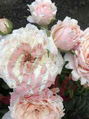 tsumugi_novyjrazmer_optimized.jpg Тсумуги (Tsumugi)