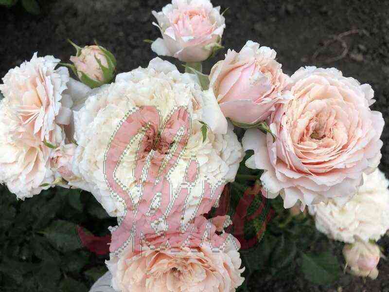 tsumugi_novyjrazmer_optimized.jpg Тсумуги (Tsumugi)