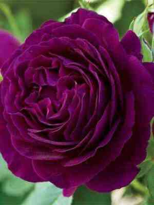 Твайлайт Зоун (Twilight Zone)