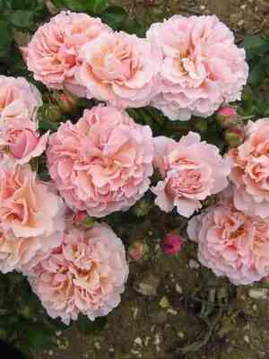 Твигги'с Роуз (Twiggy's Rose)