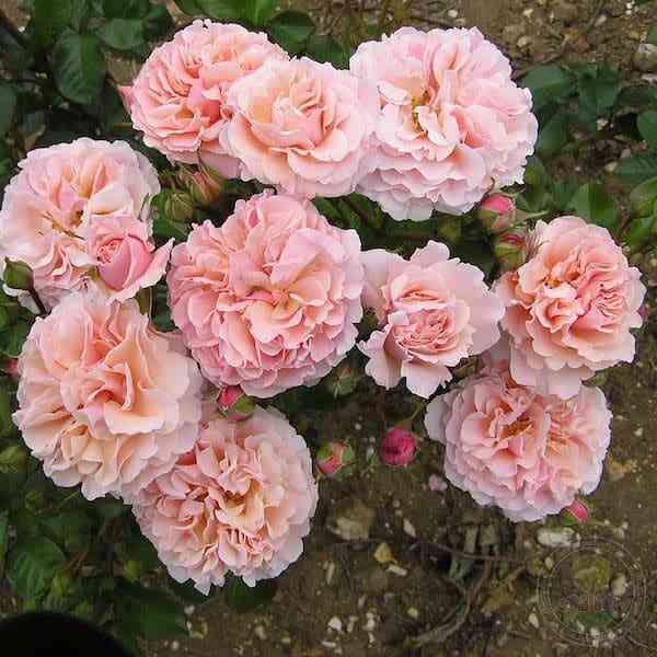 tviggis-rouz.jpg Твигги'с Роуз (Twiggy's Rose)