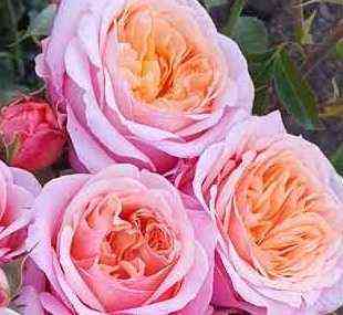 tvin_pich_dfr-105.jpg Твин Пич ДФР-105 (Twin Peach DFR-105)