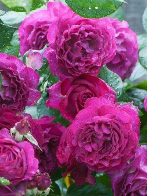 Уайлд Блю Иден (Wild Blue Yonder)