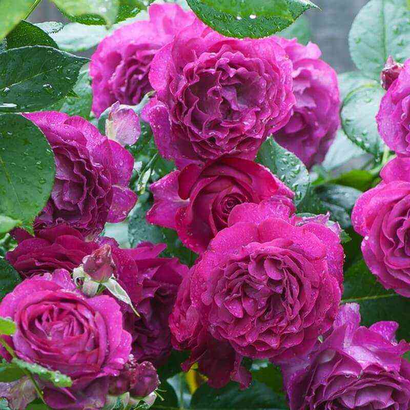 Уайлд Блю Иден (Wild Blue Yonder)