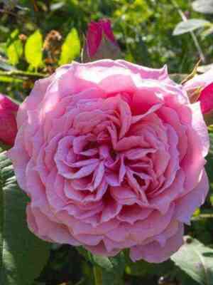 uil_yam_kristi.jpg Уильям Кристи (William Christie)