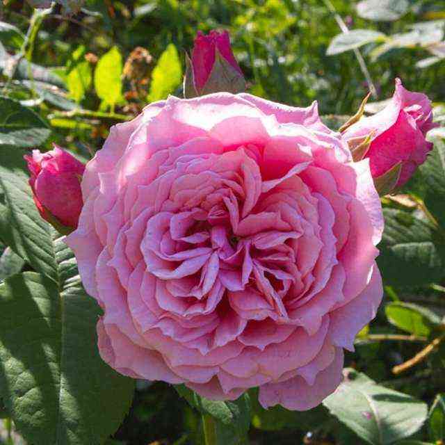 Уильям Кристи (William Christie)