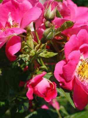 uiljam-baffin.jpg Уильям Баффин (William Baffin)