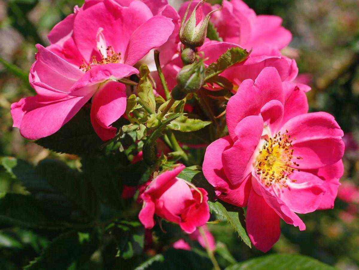 uiljam-baffin.jpg Уильям Баффин (William Baffin)