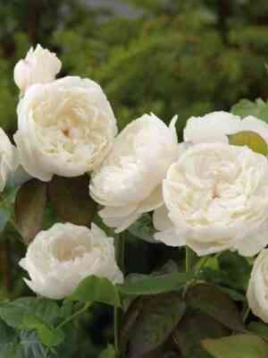 uiljam-i-ketrin.jpg Уильям и Кетрин (William And Catherine)