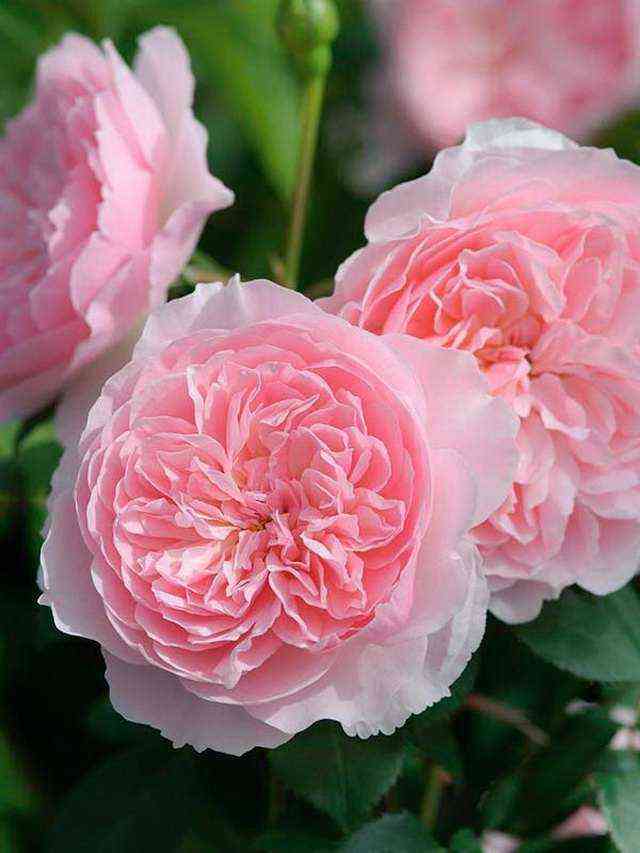 uizli.jpg Уизли (Wisley)