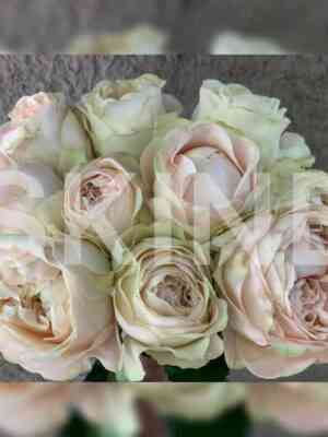 unforgetable_unforgettable.jpg Унфоргетабле (Unforgettable)