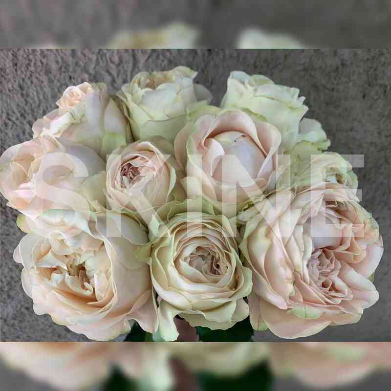 Унфоргетабле (Unforgettable)