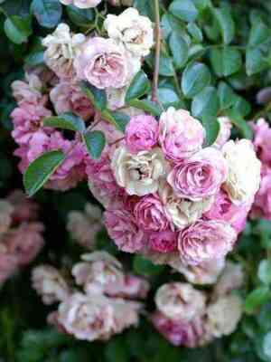 utigord_fols1.jpg Утигорд Фоллс (Utigord Falls)