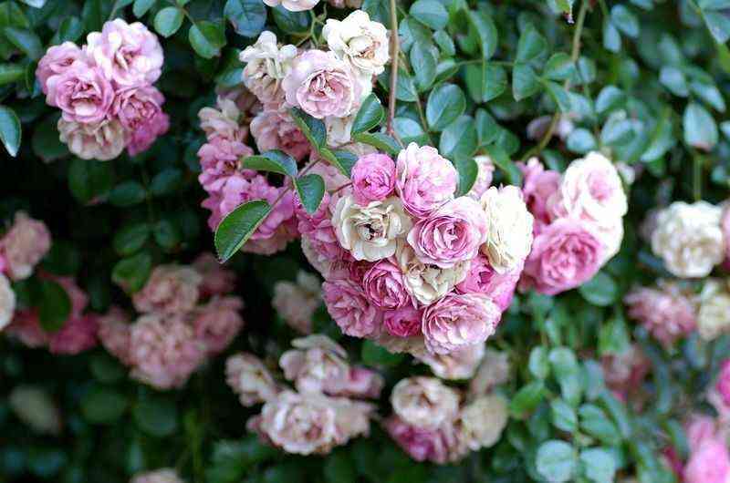 Утигорд Фоллс (Utigord Falls)