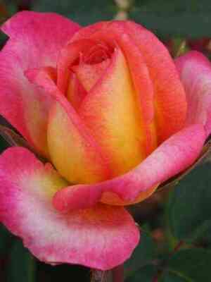 utopiya.jpg Утопия (Utopia)