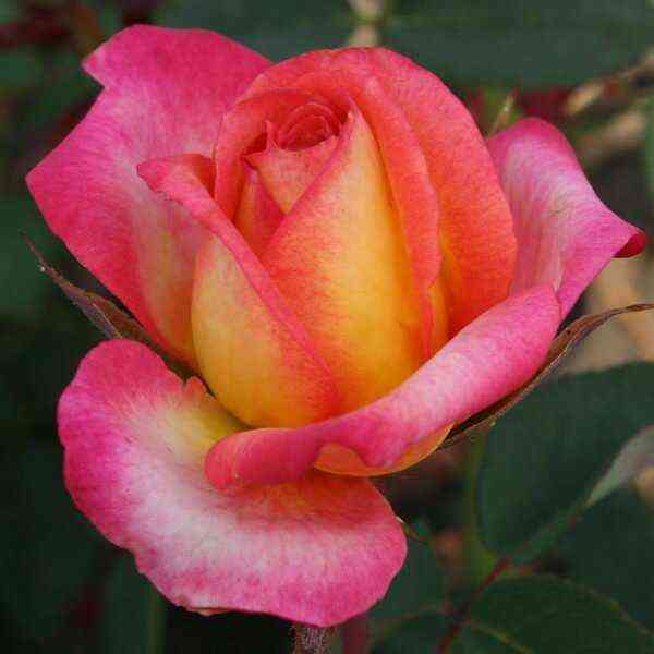 Утопия (Utopia)