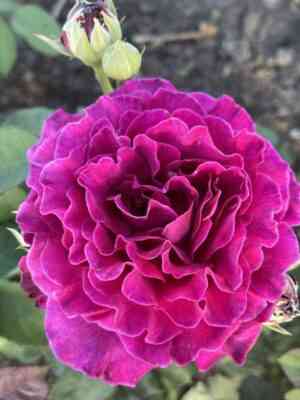 Вагулетта (Vaguelette)