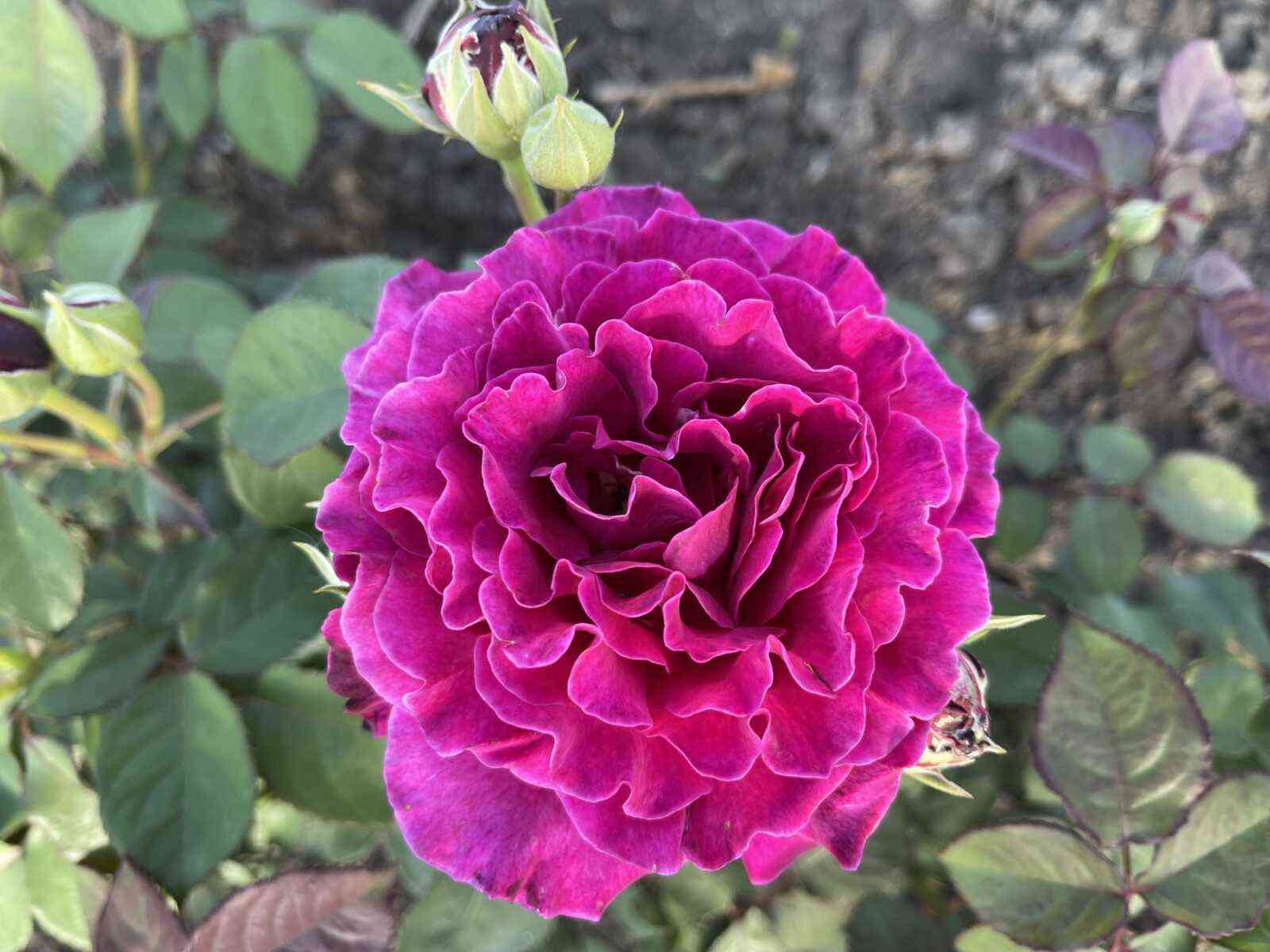 Вагулетта (Vaguelette)