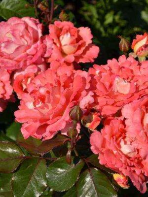 vajkiki.jpg Вайкики (Waikiki)