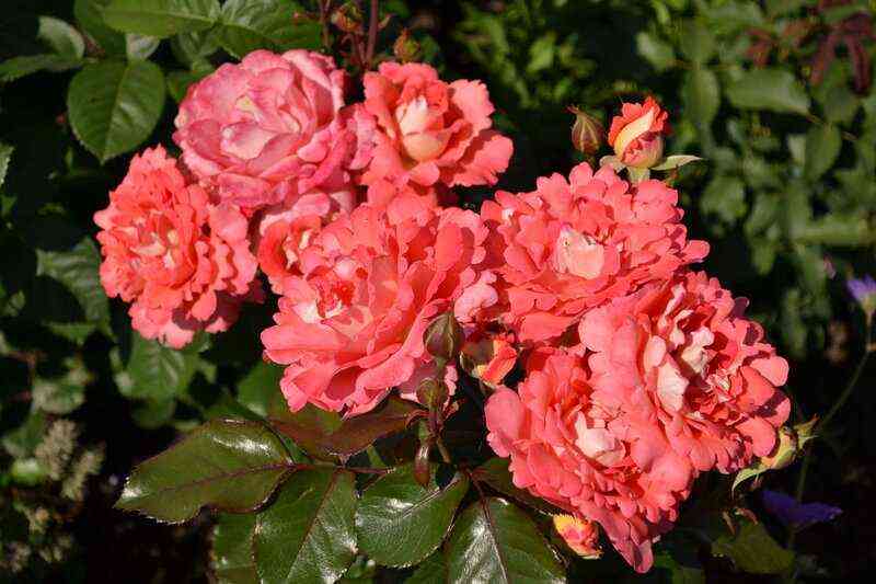 Вайкики (Waikiki)