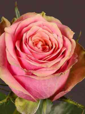 Вайлд Лук (Wild Look)