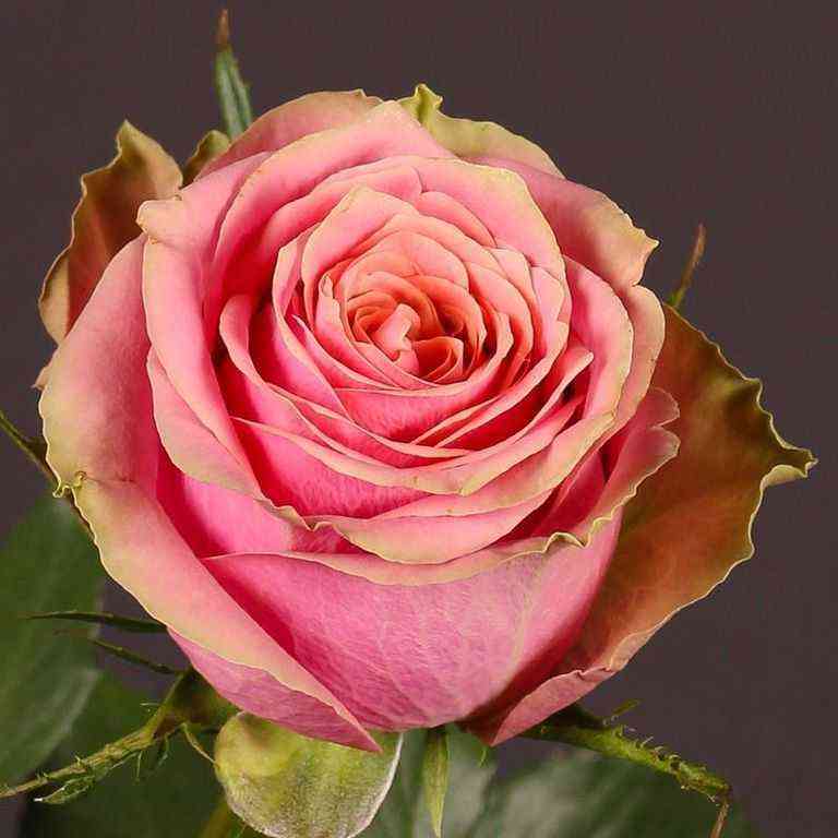 Вайлд Лук (Wild Look)