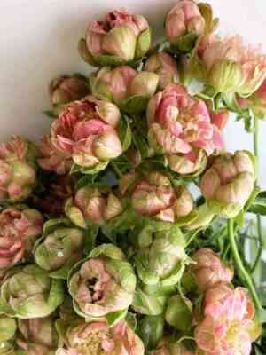 vajld-redish.jpg Вайлд Редиш (Wild Radish)