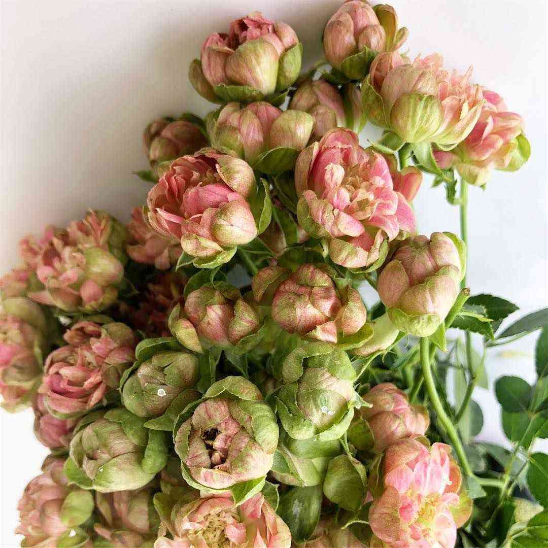 Вайлд Редиш (Wild Radish)