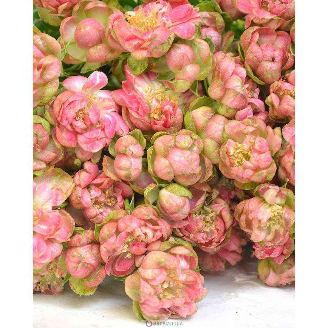 Вайлд Редиш (Wild Radish)