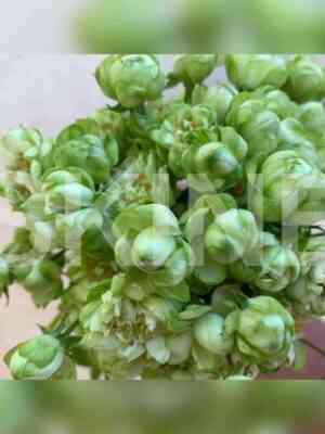 vajld_ekler.jpg Вайлд Эклер (Wild Eclair)