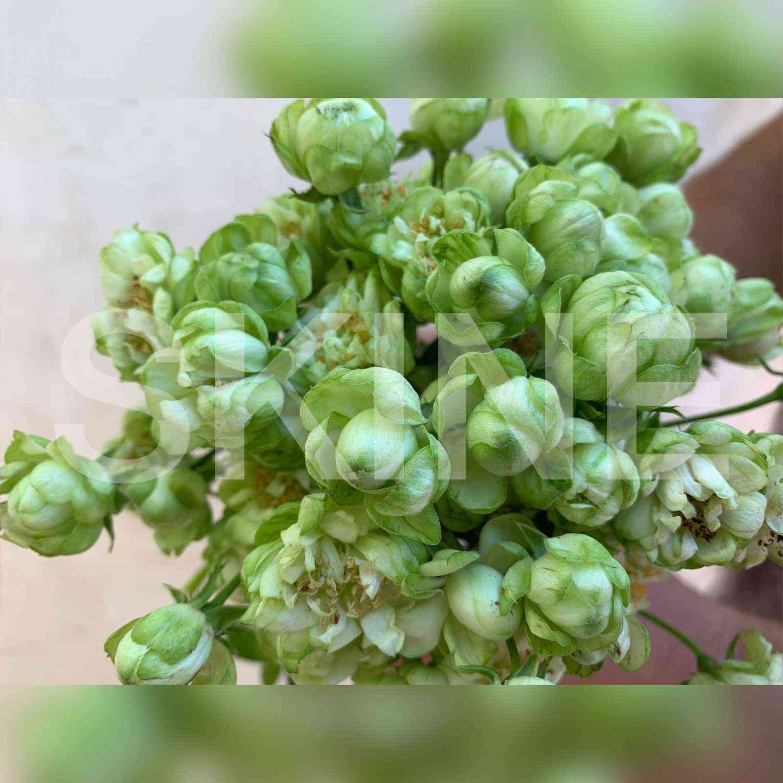 Вайлд Эклер (Wild Eclair)