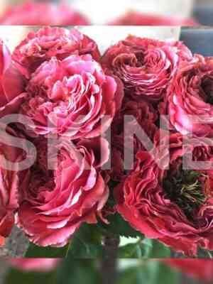 Вайлд Моментс (Wild moments)