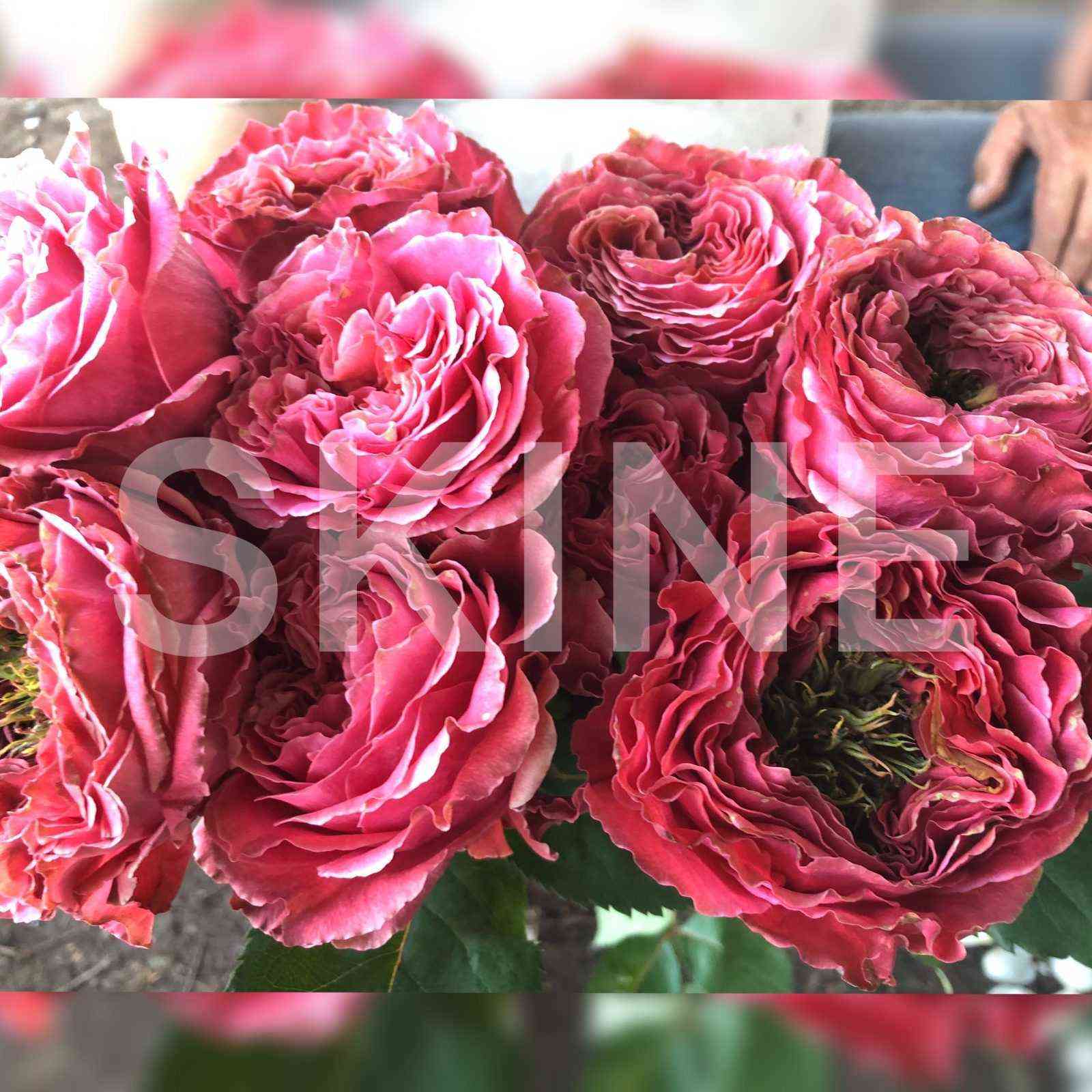 Вайлд Моментс (Wild moments)