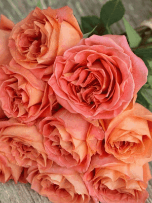 Вайлд Спирит (Wild Spirit)