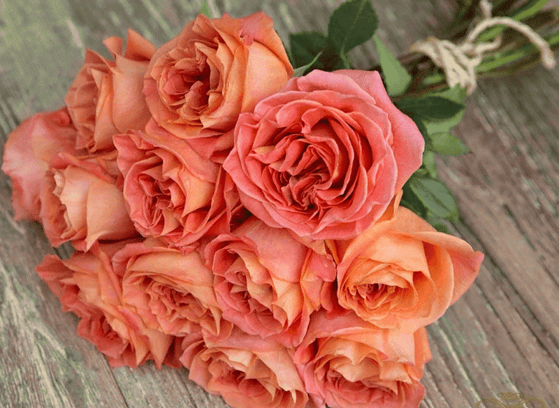 Вайлд Спирит (Wild Spirit)