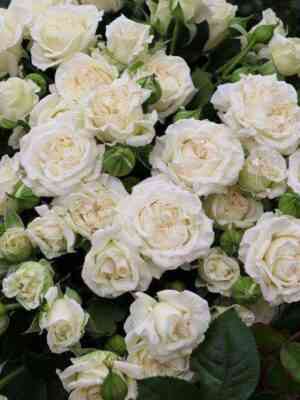 Вайт Барбадос (White Barbados)